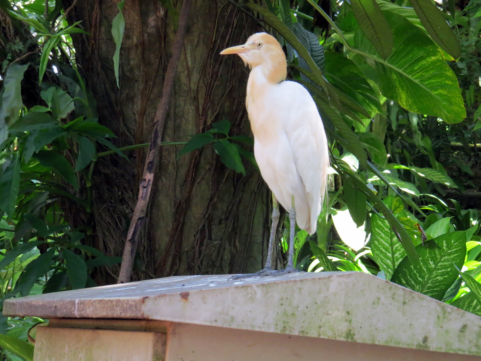 KL Bird Park: inside the giant free-flight aviary in the Lake Gardens