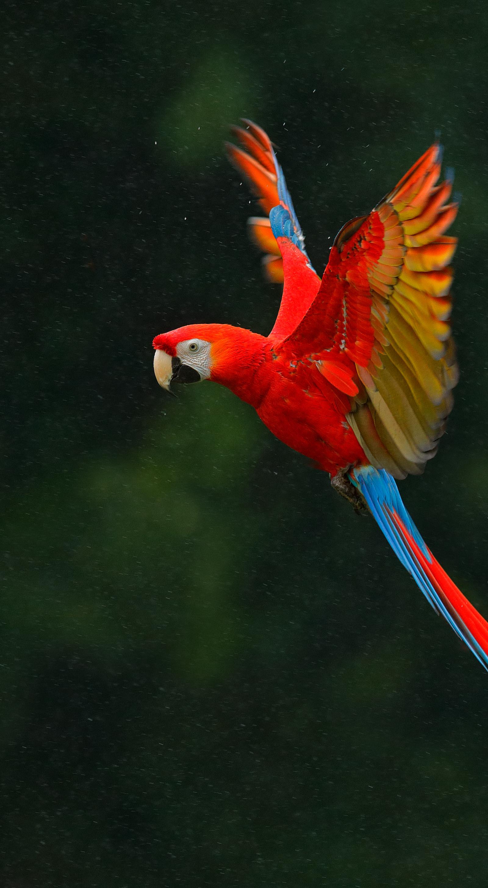 Taman Burung KL: Menyelusuri Aviari Terbang Bebas yang Gah di Taman Tasik Perdana
