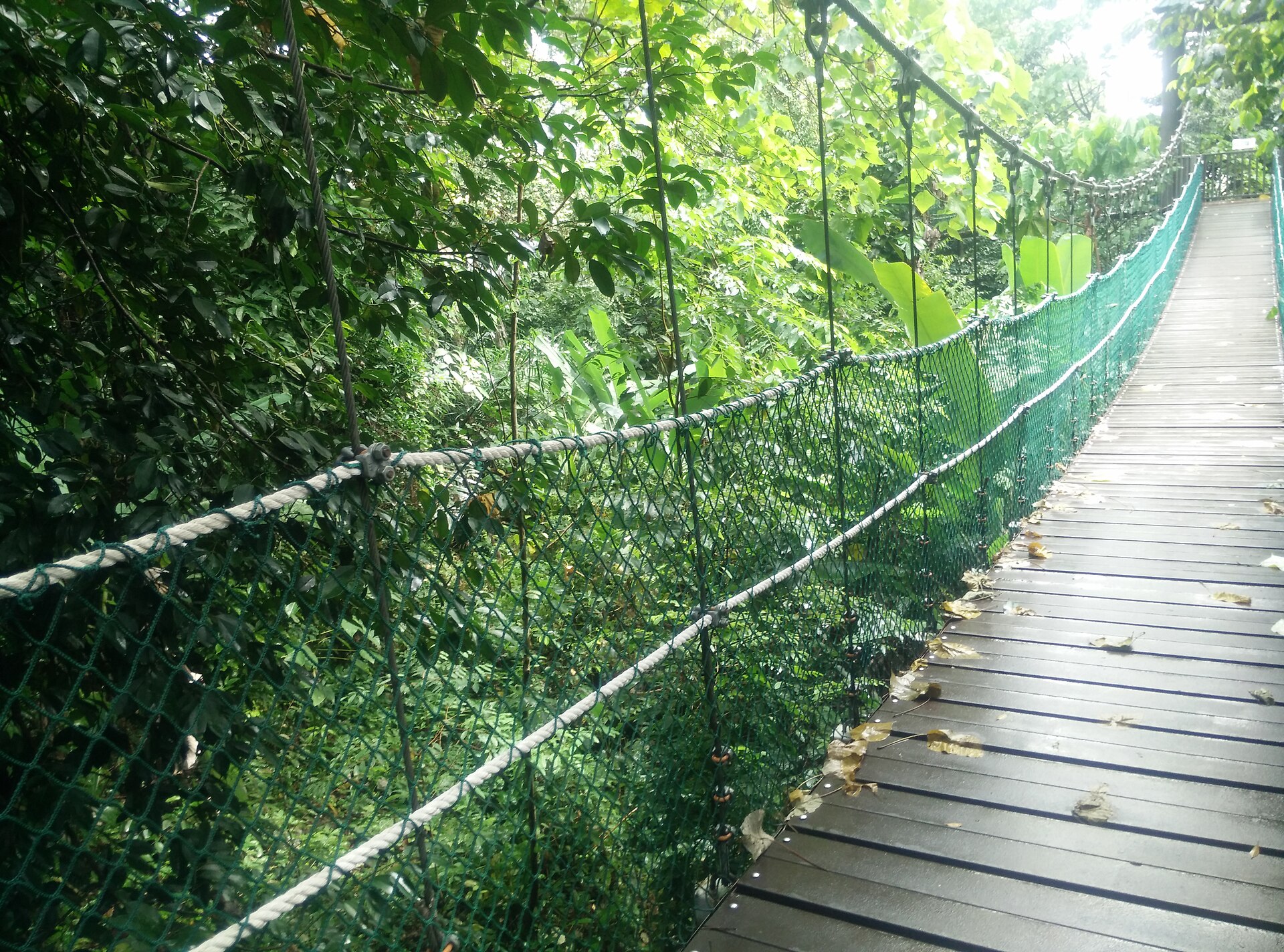 KL Forest Eco Park: a rainforest and canopy walk in the heart of the city